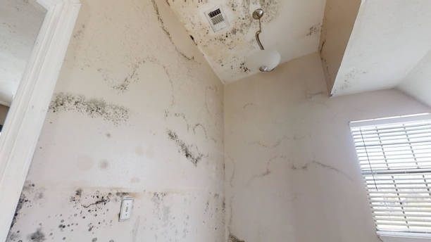 Best Biohazard Mold Removal  in Pepeekeo, HI