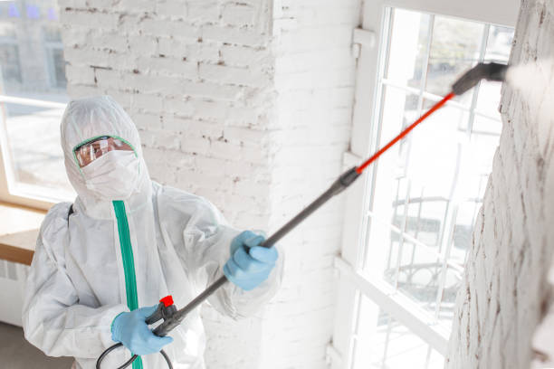 Best Dehumidification Services  in Pepeekeo, HI