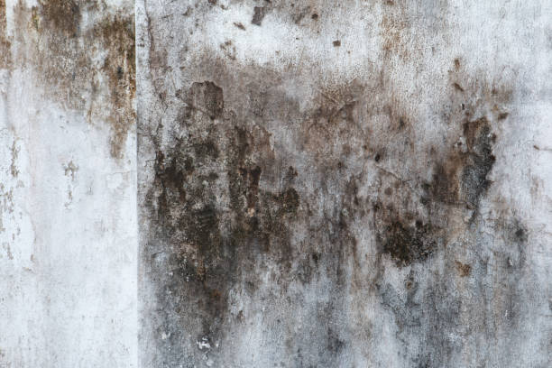 Mold Documentation for Insurance Claims in Pepeekeo, HI