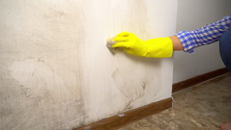 Best Water Damage & Mold Remediation  in Pepeekeo, HI