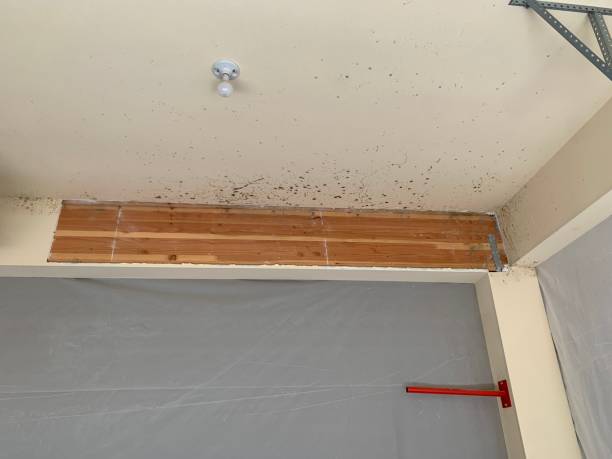 Best Mold-Related Health Consultation  in Pepeekeo, HI
