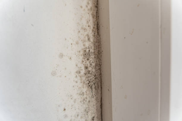 Best Mold Prevention Services  in Pepeekeo, HI