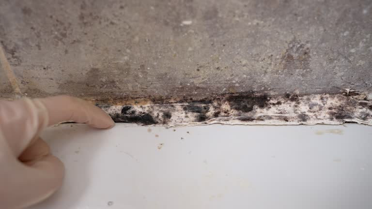 Best Mold Damage Restoration  in Pepeekeo, HI