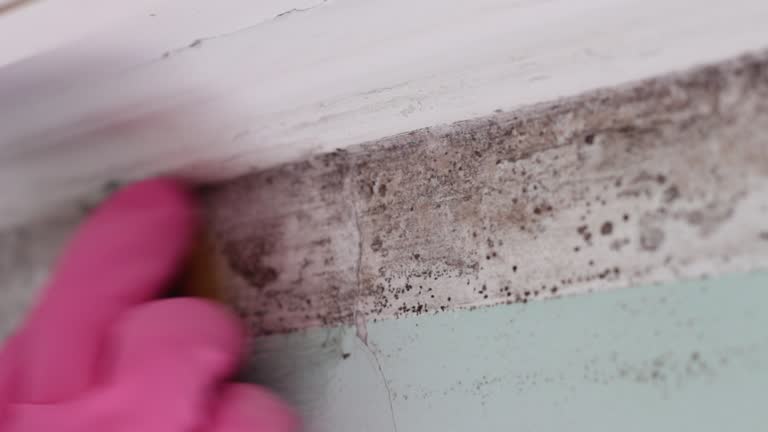 Best Residential Mold Inspection & Testing  in Pepeekeo, HI